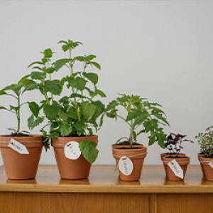 TROC AUX PLANTES